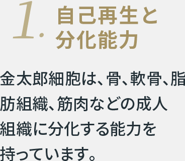 自己再生と分化能力。金太郎細胞は、骨、軟骨、脂肪組織、筋肉などの成人組織に分化する能力を持っています。