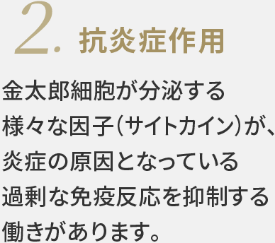抗炎症作用。金太郎細胞が分泌する様々な因子（サイトカイン）が、炎症の原因となっている過剰な免疫反応を抑制する働きがあります。